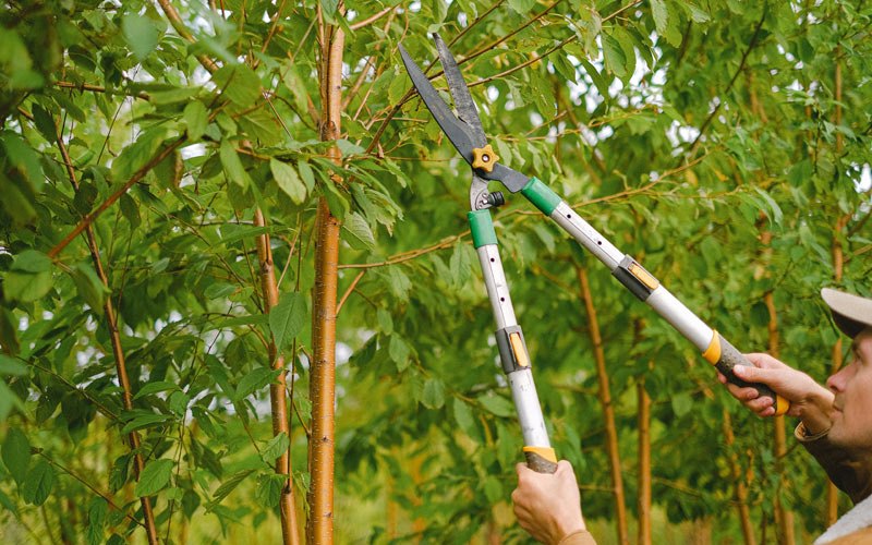 Tree trimming in Canajoharie, NY
